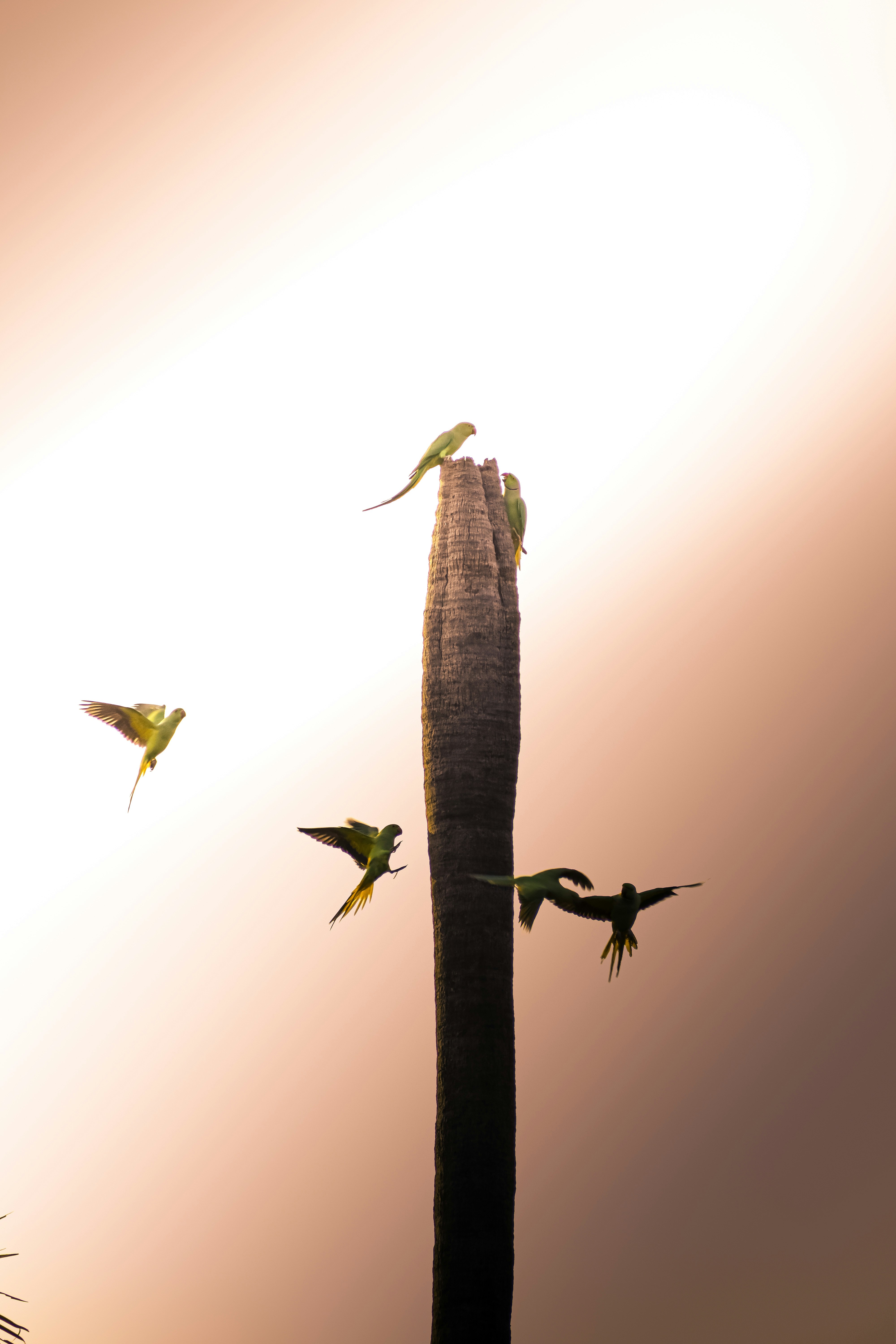 A group of birds flying around a tall palm tree photo Free White