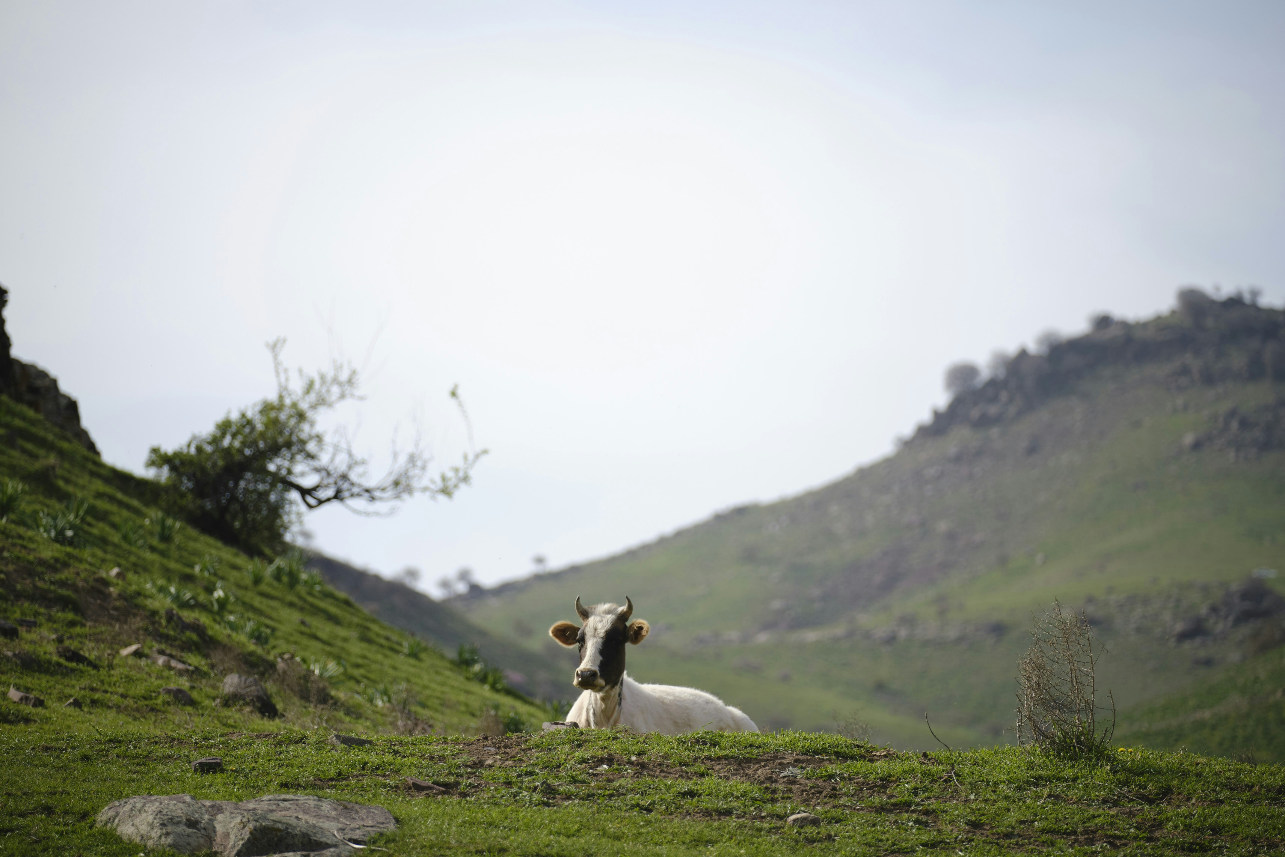 Eine schwarz-weiße Kuh liegt auf einem Hügel