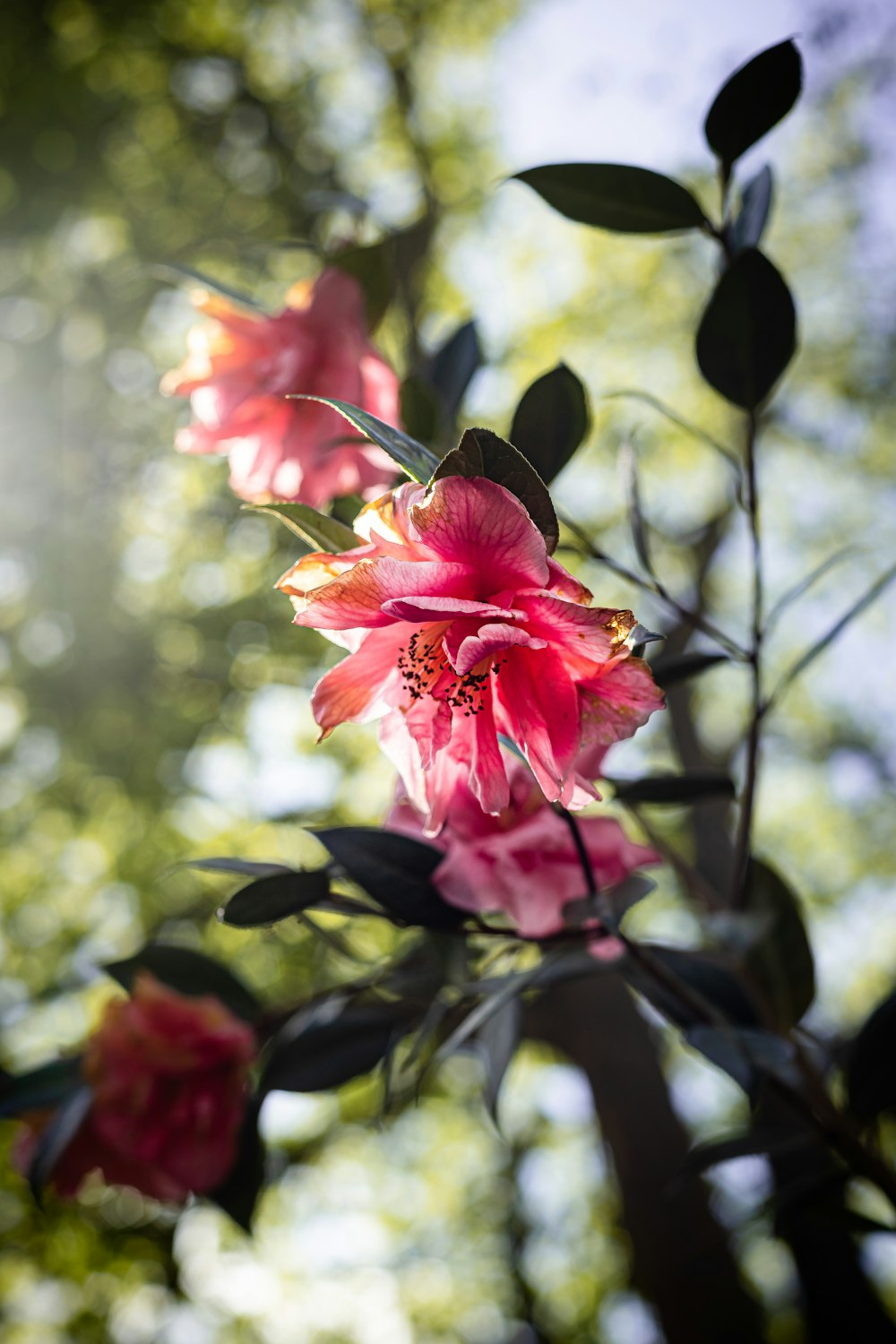 a close up of a pink flower on a tree