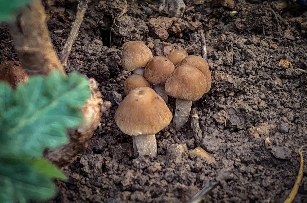 um grupo de cogumelos que crescem na sujeira