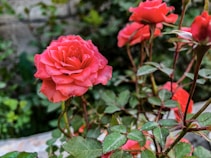 a red rose is blooming in a garden