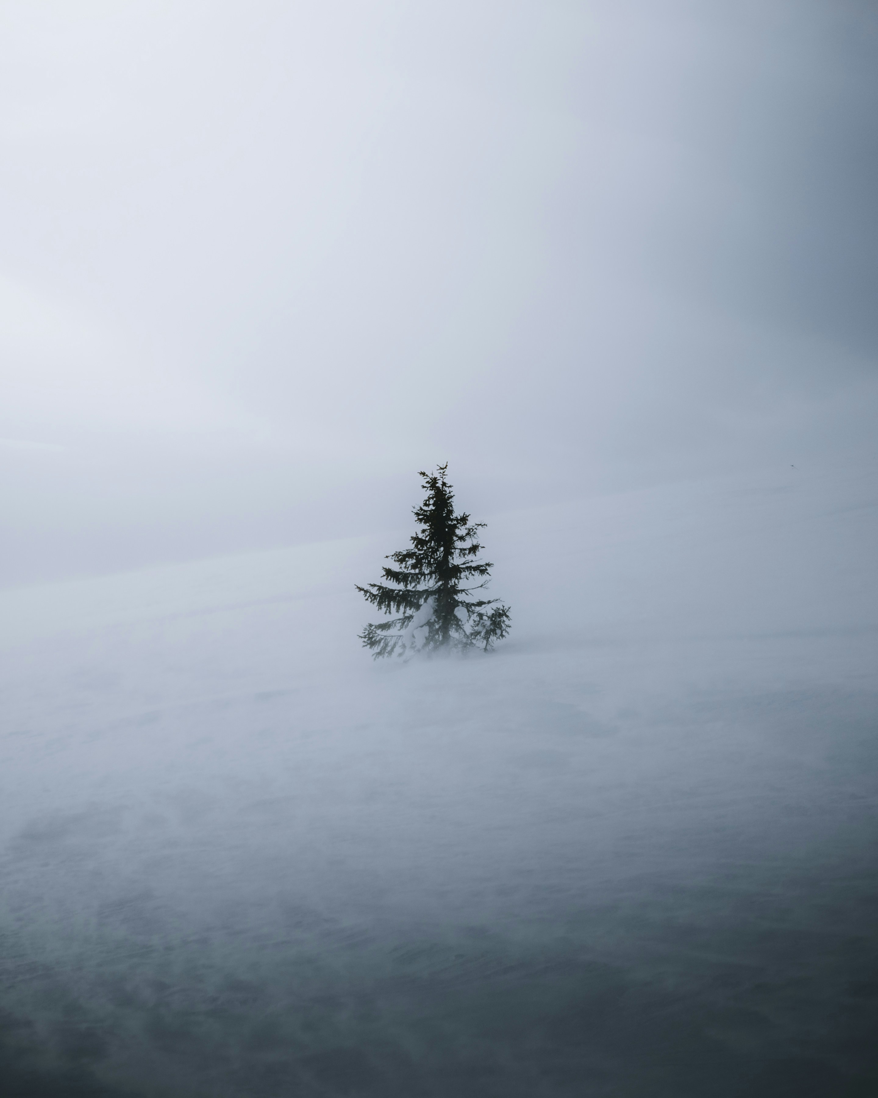 a lone tree in the middle of a foggy field