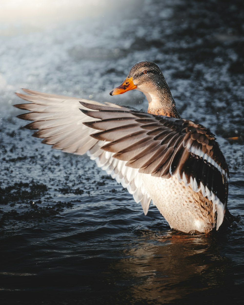 a duck flapping its wings in the water