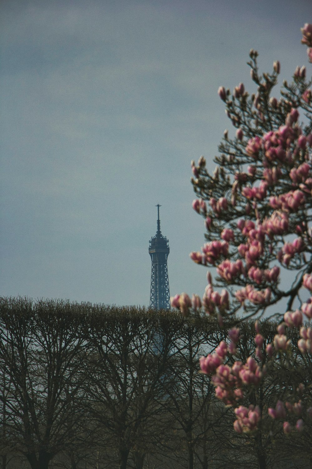 a view of the eiffel tower from behind some trees