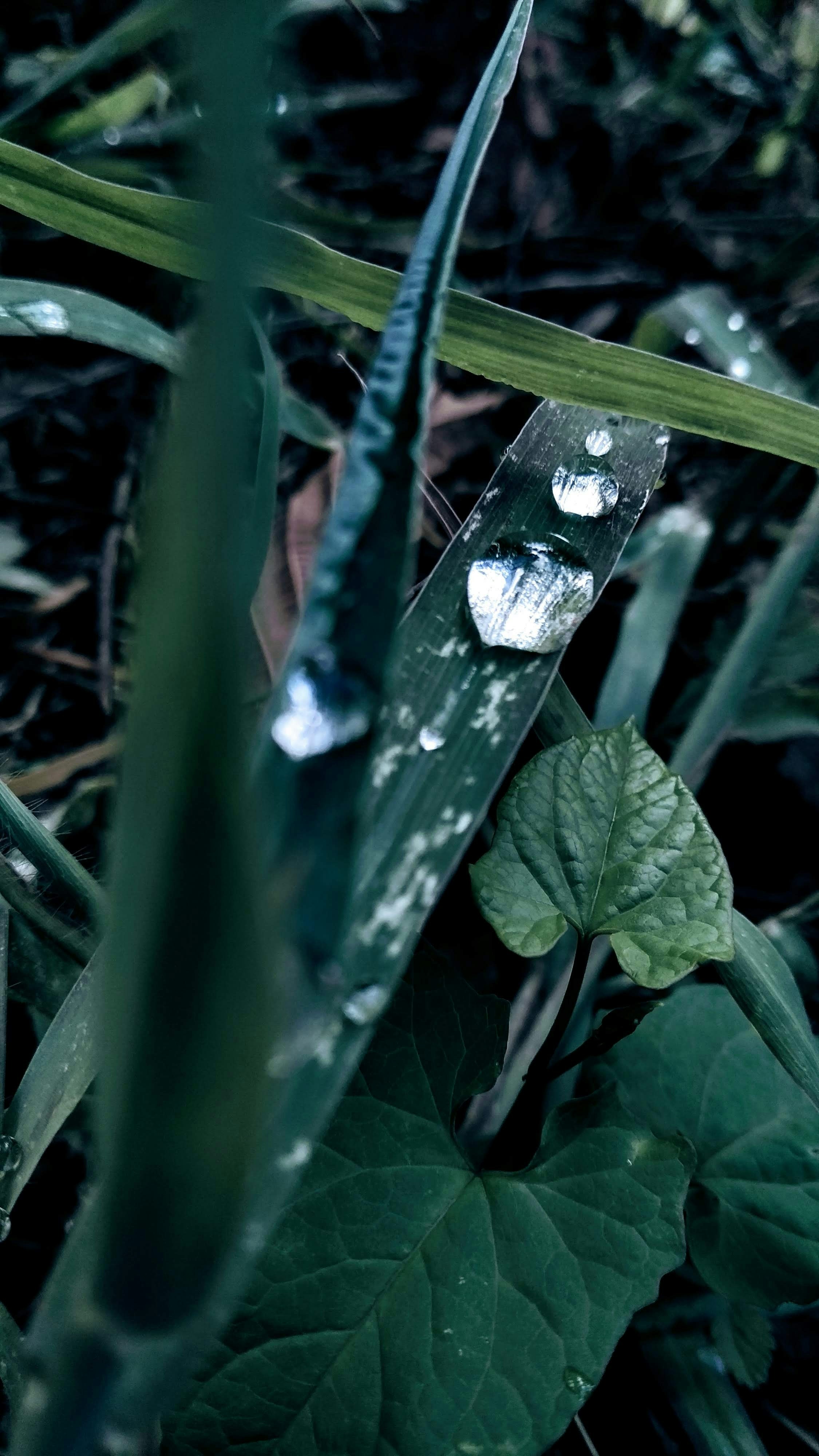 水滴が降った緑の植物