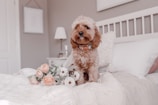 A small curly-haired dog sitting on a neatly made white bed, surrounded by soft cushions. A bouquet of pink and white flowers lies in front of it. In the background, there is a nightstand with a lamp and a decorative frame hanging on the wall.