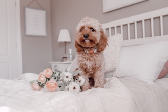 A small curly-haired dog sitting on a neatly made white bed, surrounded by soft cushions. A bouquet of pink and white flowers lies in front of it. In the background, there is a nightstand with a lamp and a decorative frame hanging on the wall.