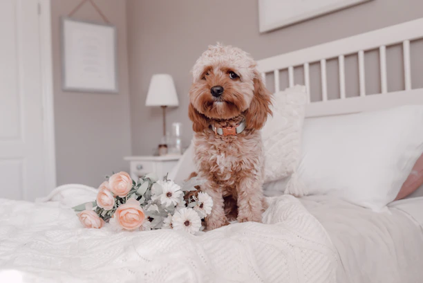 A cozy indoor corner with a fluffy dog bed and grooming tools neatly arranged.