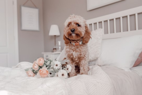A small curly-haired dog sitting on a neatly made white bed, surrounded by soft cushions. A bouquet of pink and white flowers lies in front of it. In the background, there is a nightstand with a lamp and a decorative frame hanging on the wall.