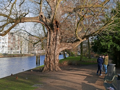 a couple of people standing next to a tree near a body of water