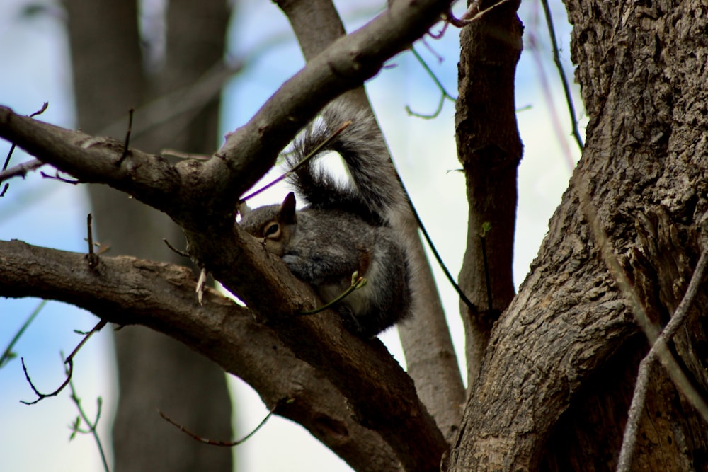 Ein Eichhörnchen sitzt in einem Baum ohne Blätter