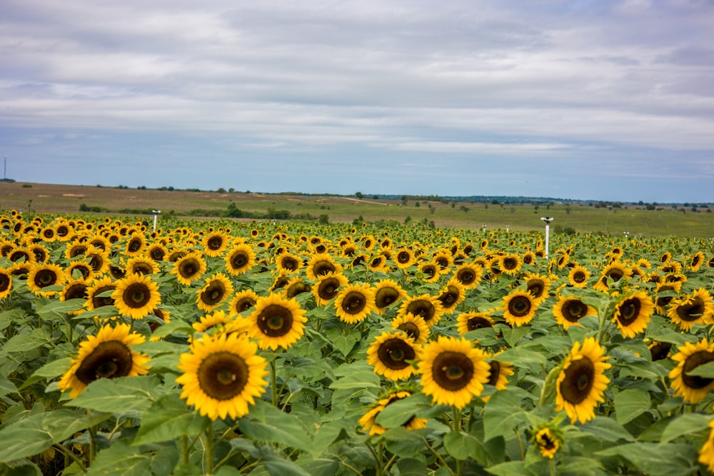 a large field of sunflowers on a cloudy day