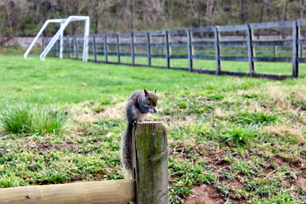a squirrel sitting on top of a wooden post
