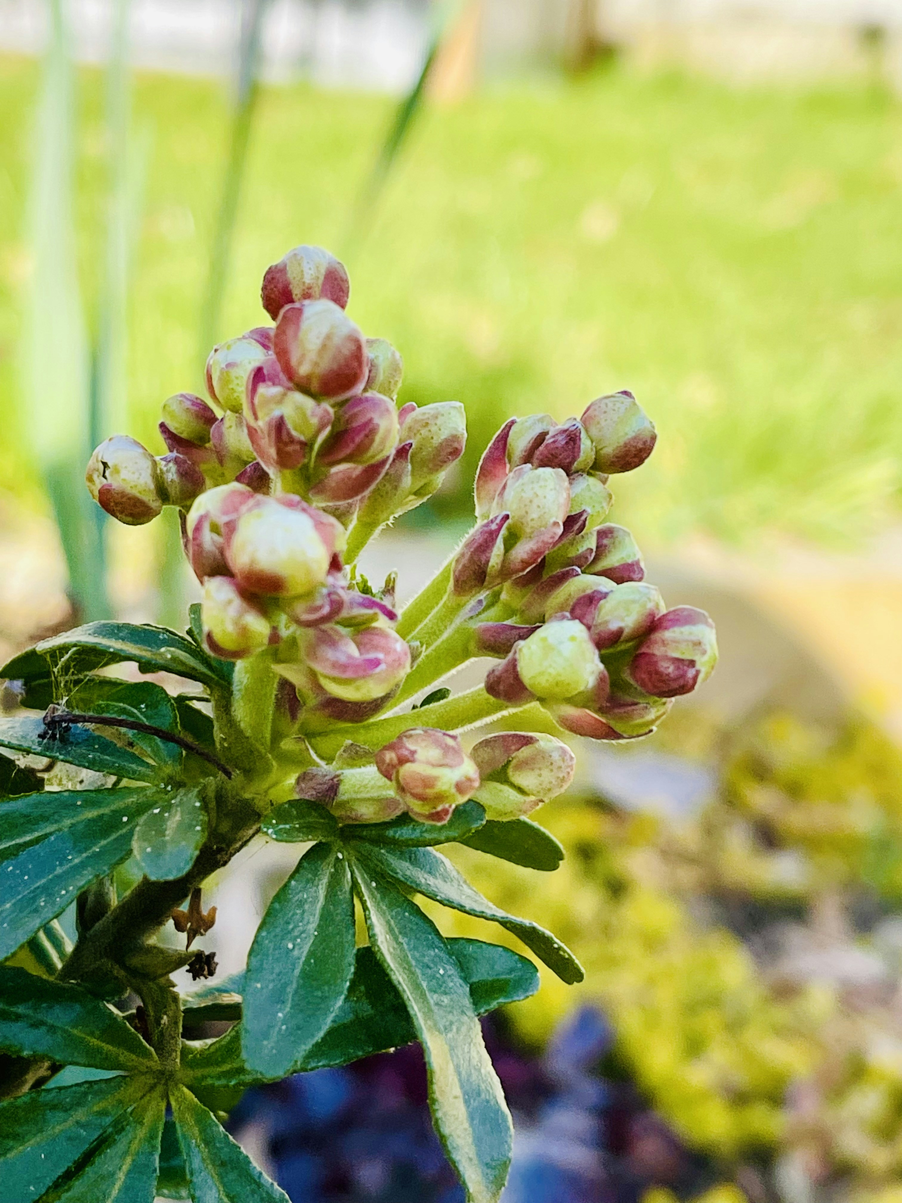 um close up de uma flor em uma planta