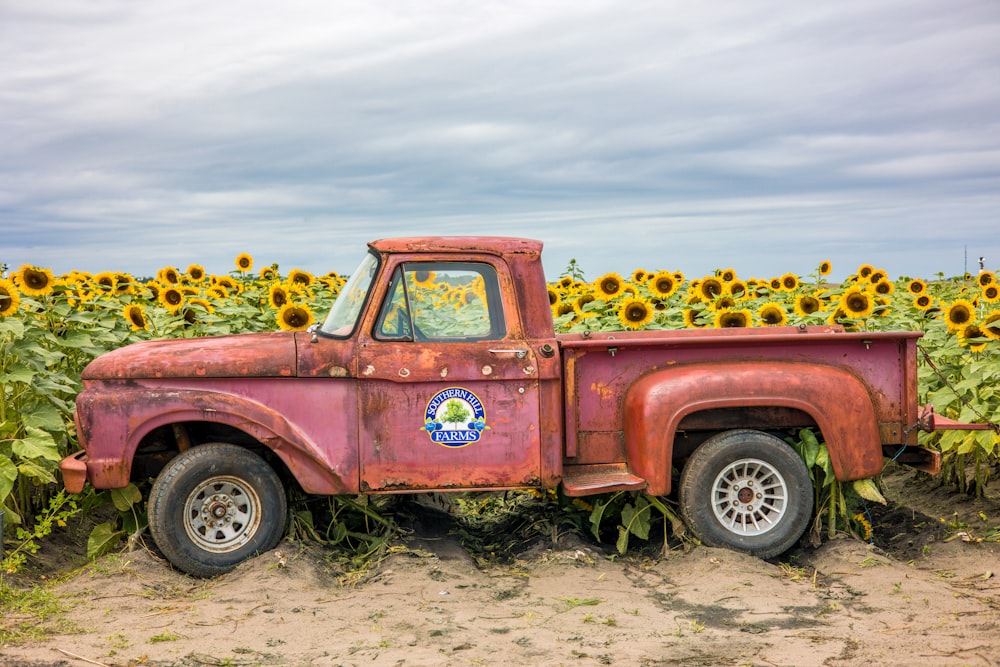 a red truck parked in a field of sunflowers