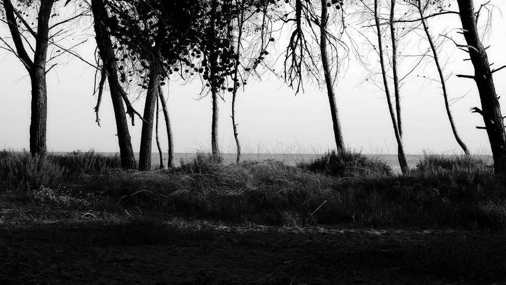 Una foto en blanco y negro de algunos árboles