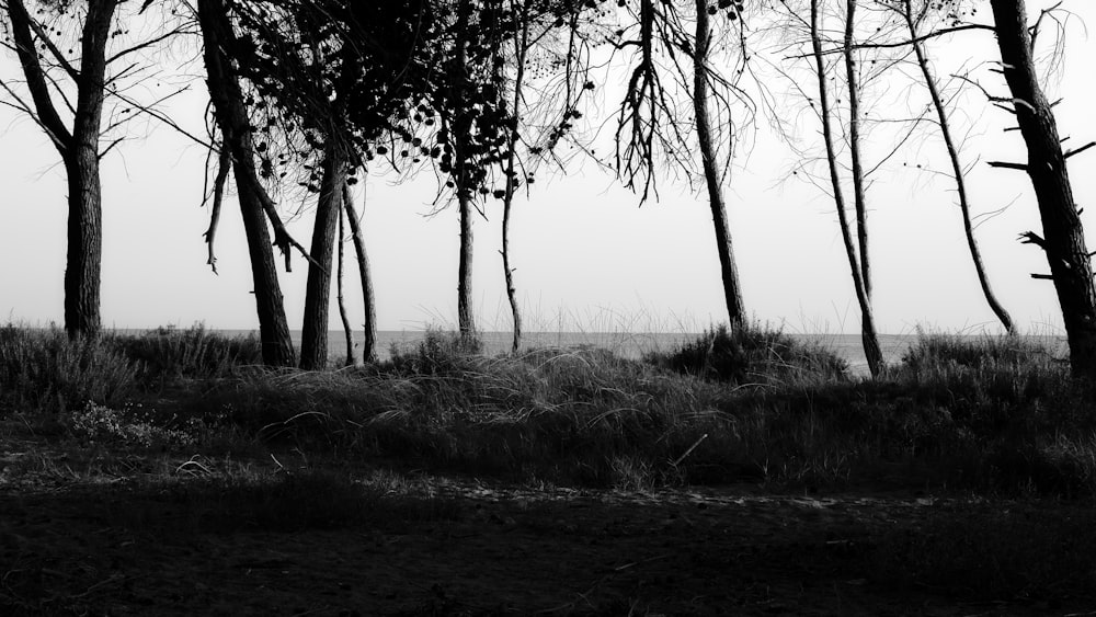 a black and white photo of some trees