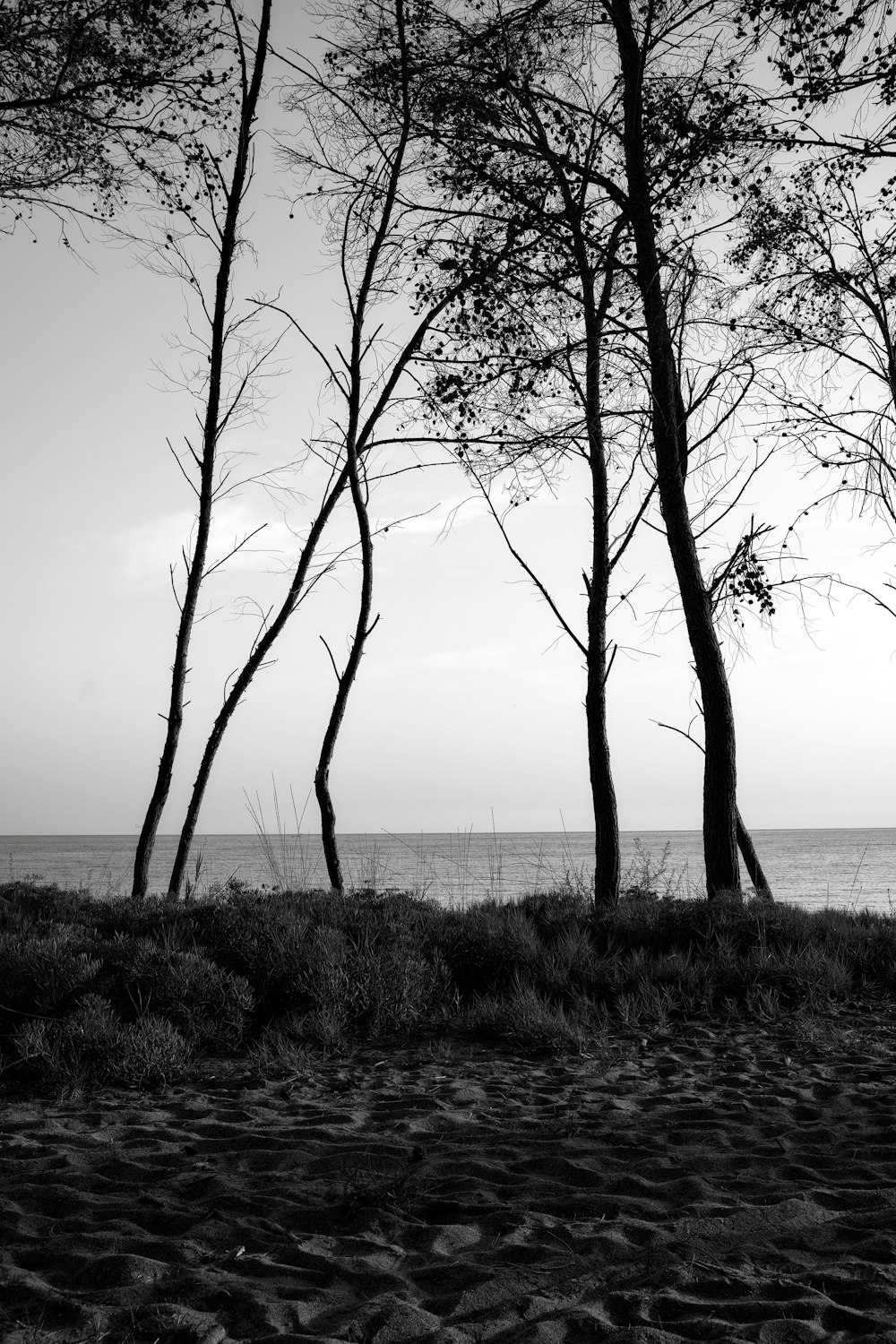 a black and white photo of trees and the ocean