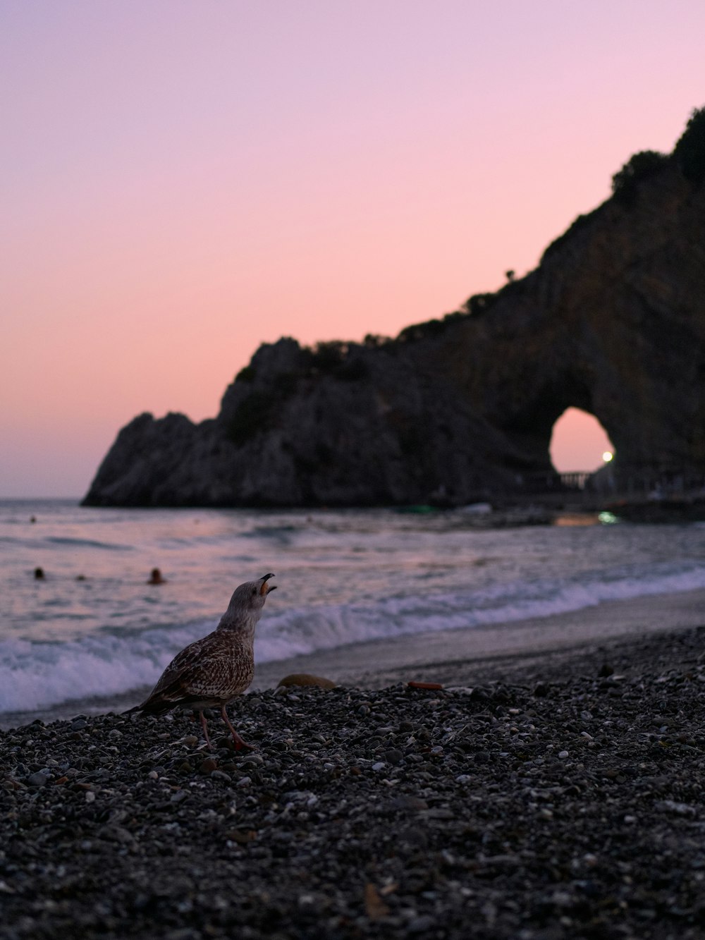 a bird standing on a beach next to the ocean