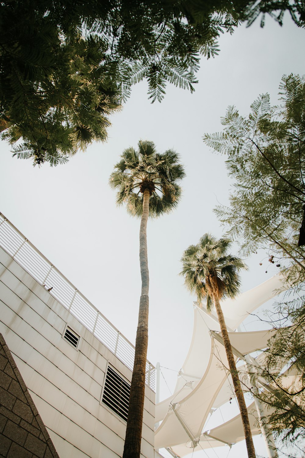 a couple of palm trees next to a building