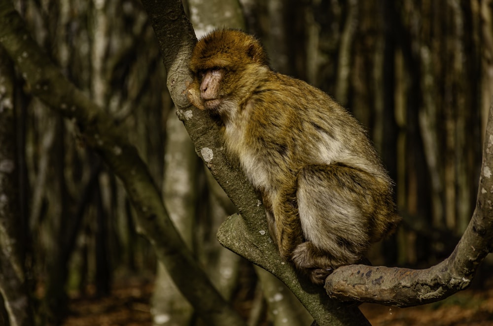 a monkey sitting on a tree branch in a forest