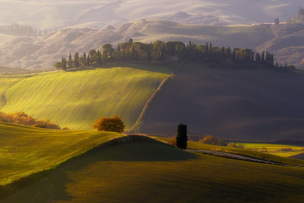 a lone tree in the middle of a green field