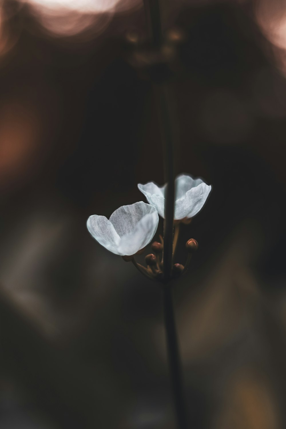 a single white flower with a blurry background