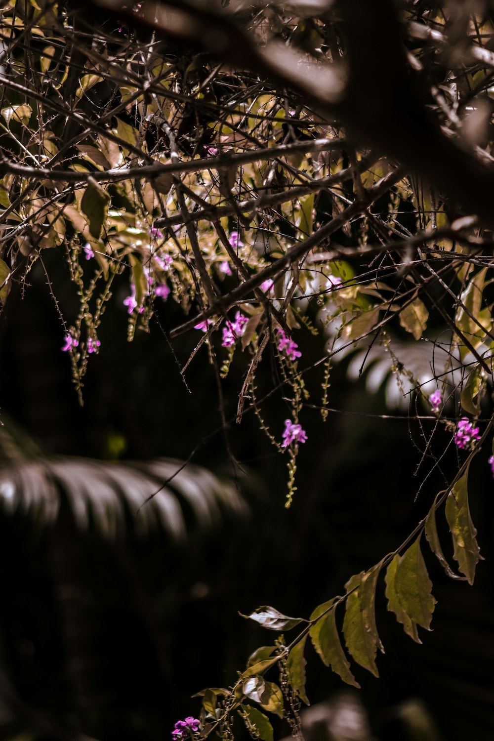 a branch with purple flowers hanging from it