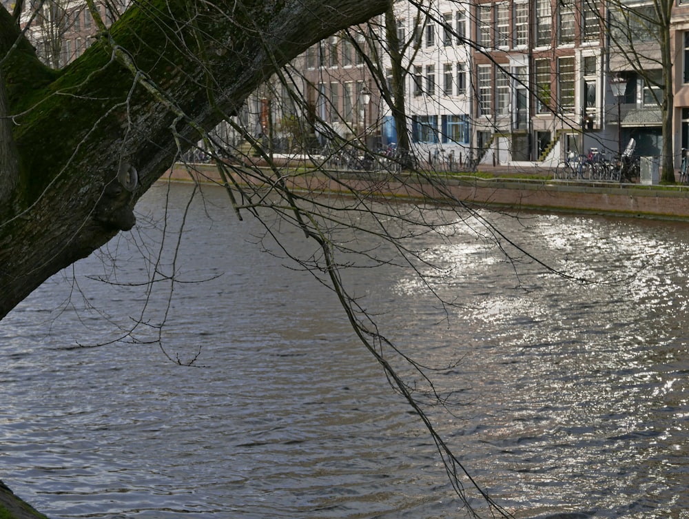 a tree branch hanging over a body of water