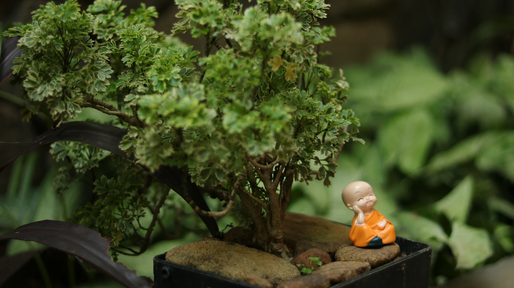 A small-leaved tree in a dark pot, with an orange-robed figurine sitting on stones at its base