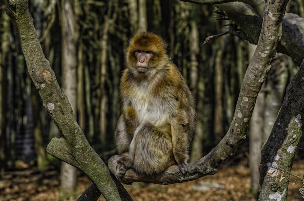 a monkey sitting on a tree branch in a forest