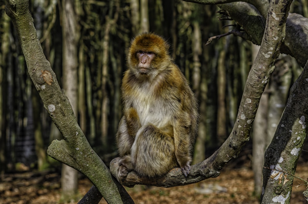 Ein Affe sitzt auf einem Ast in einem Wald