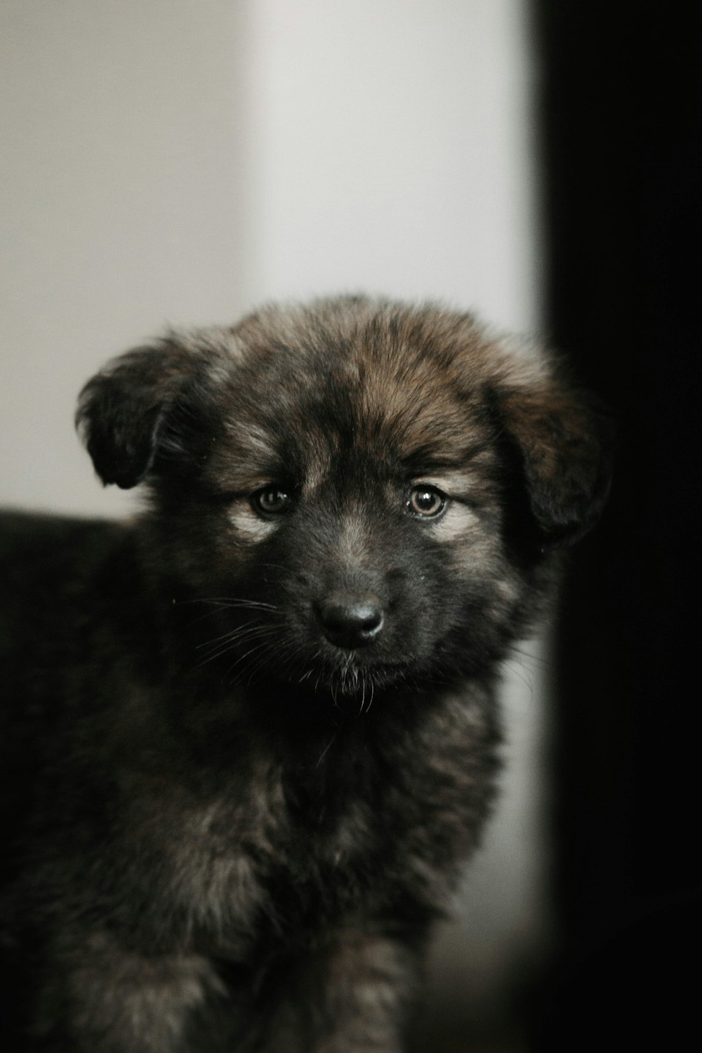 a black and brown puppy is looking at the camera