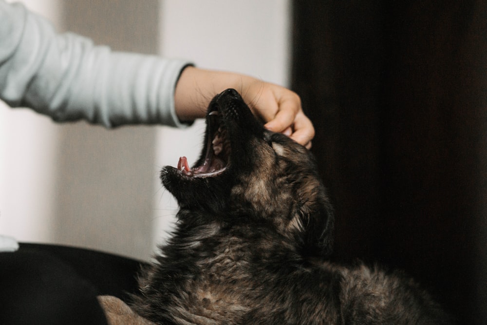 a person is petting a dog with its mouth open