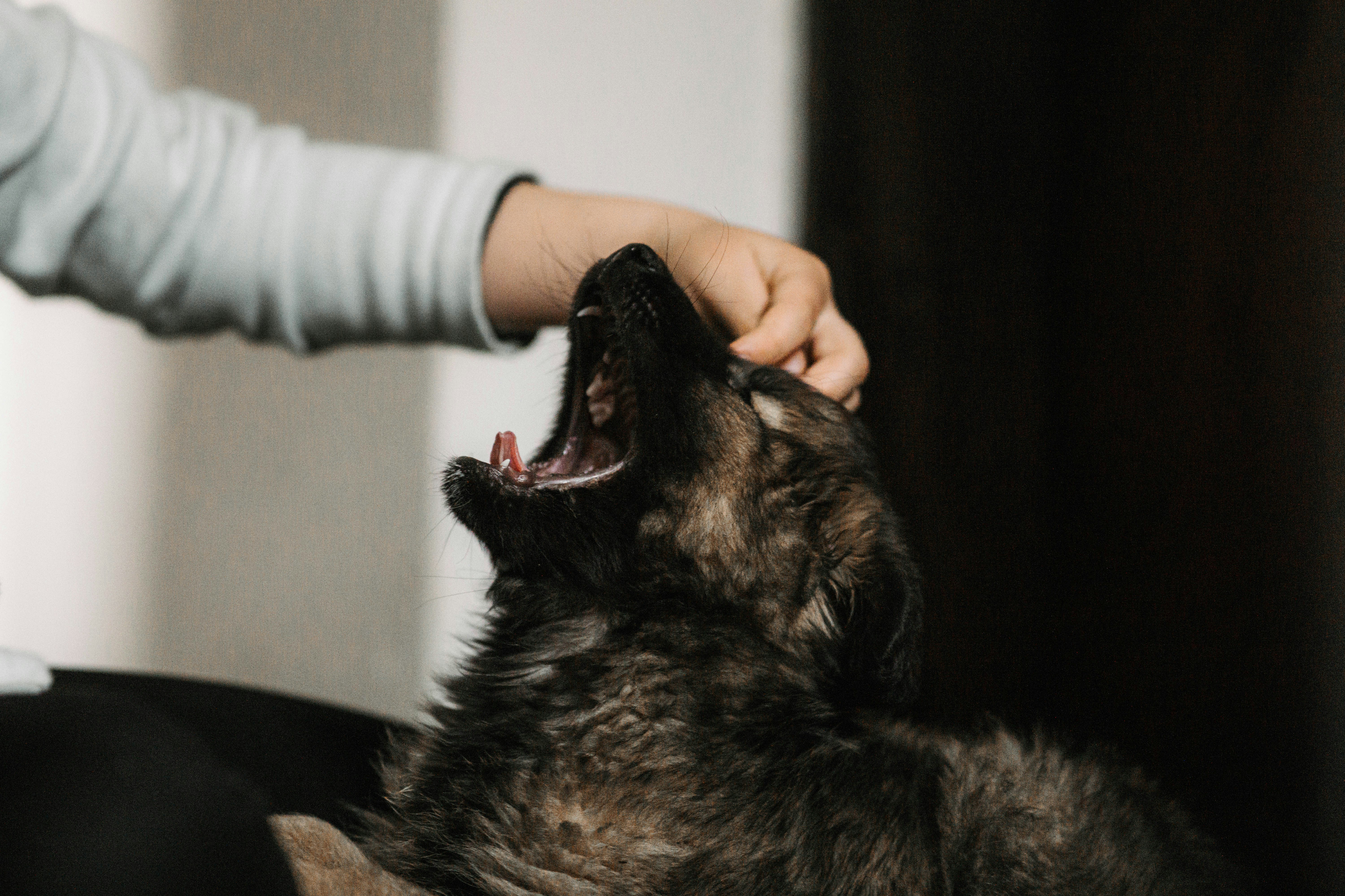 Understanding Common Dog Sounds
