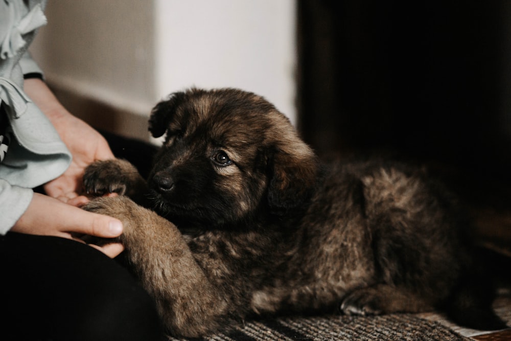 a person holding a puppy on the floor