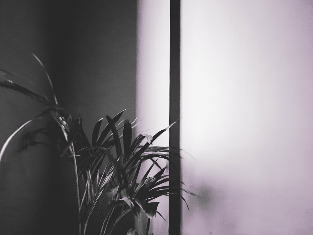 a black and white photo of a potted plant