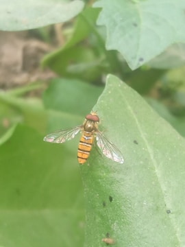 A small insect with transparent wings and a striped yellow and black body is perched on a green leaf. The leaf is part of a lush, blurry green background.