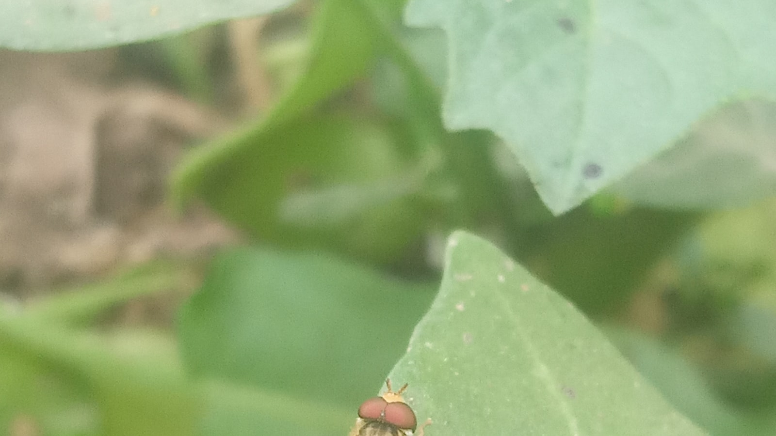 The Art of Repellents: Choosing the Best Defense against Feathered Garden Invaders