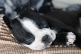 a small black and white dog sleeping on a couch