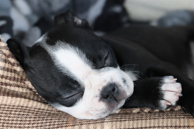 a small black and white dog sleeping on a couch