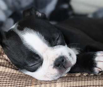 a small black and white dog sleeping on a couch