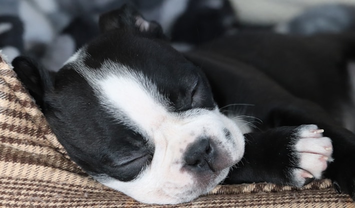 a small black and white dog sleeping on a couch