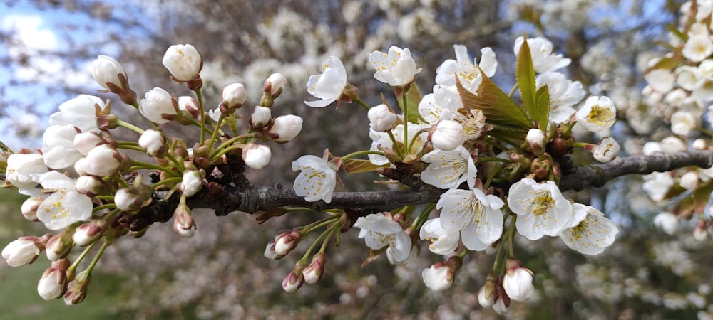 a branch of a tree with white flowers