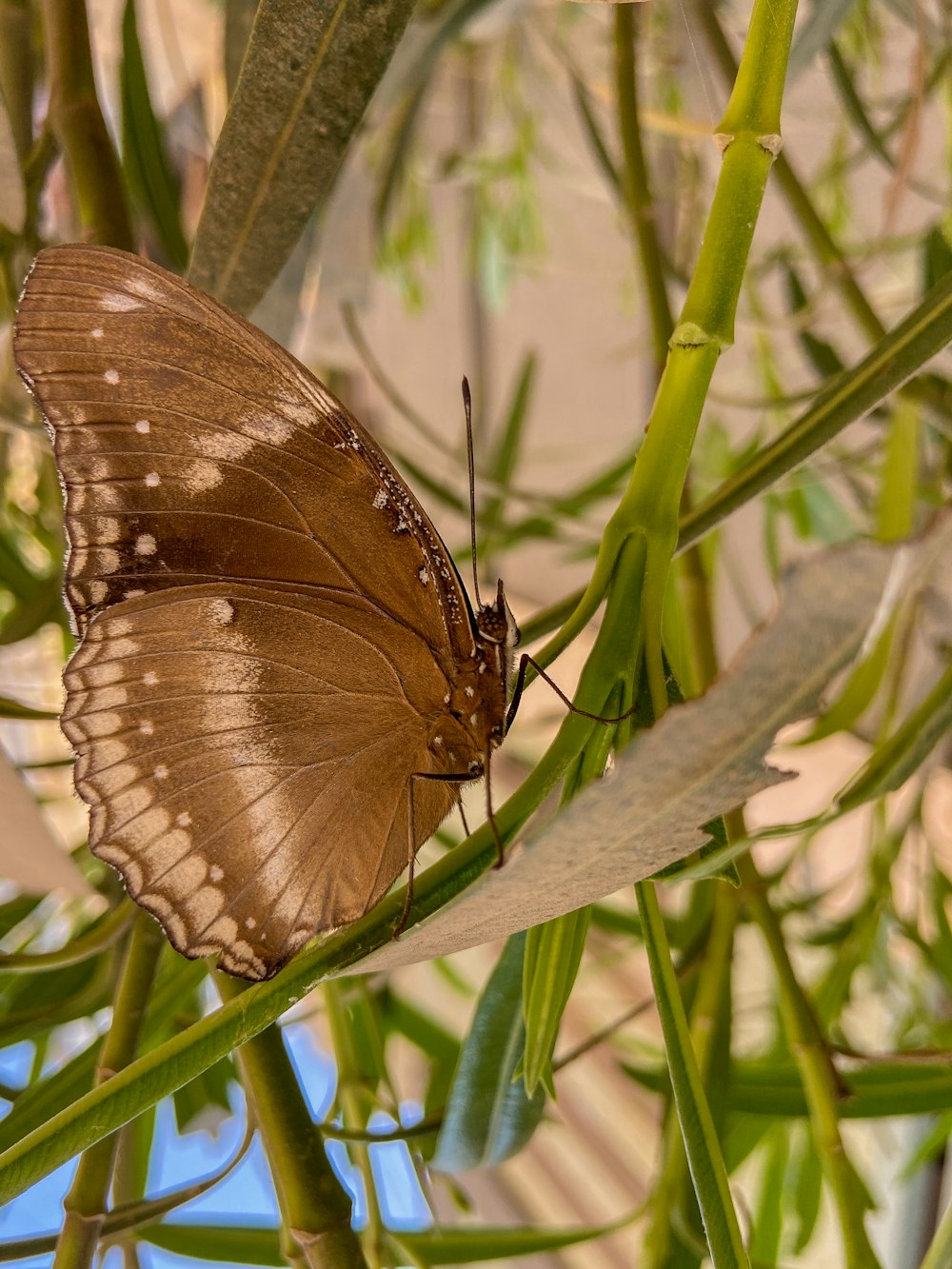 a brown butterfly sitting on top of a green plant