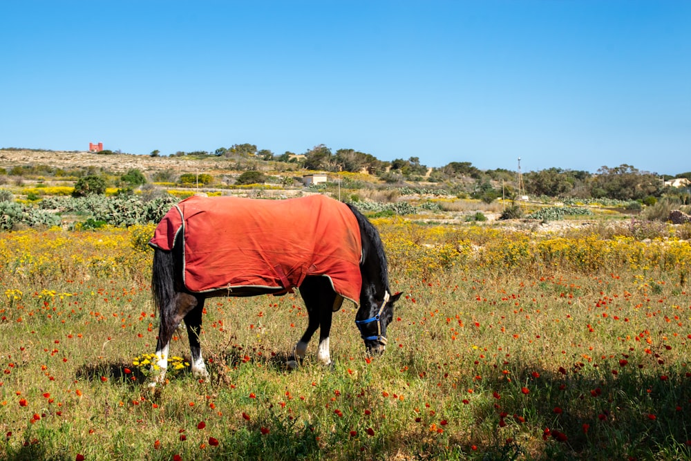 a horse wearing a blanket grazing in a field