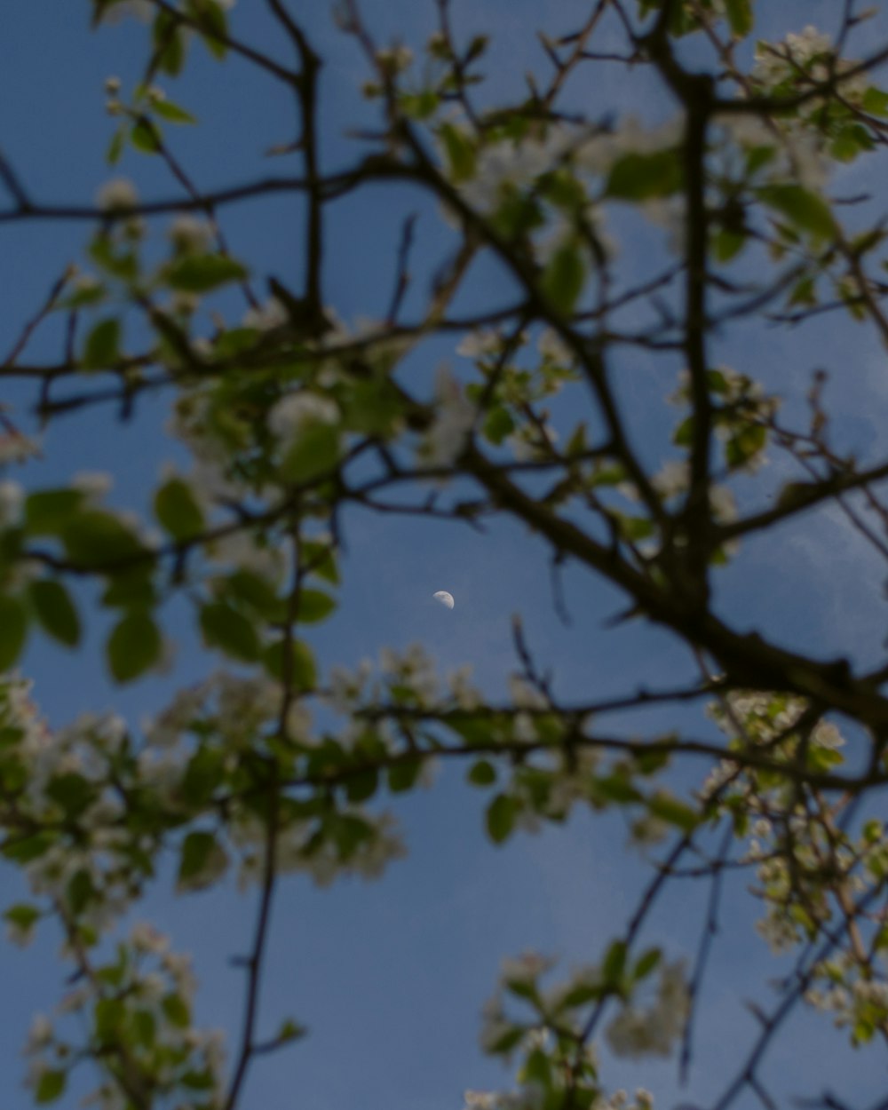 a tree with white flowers and a half moon in the sky