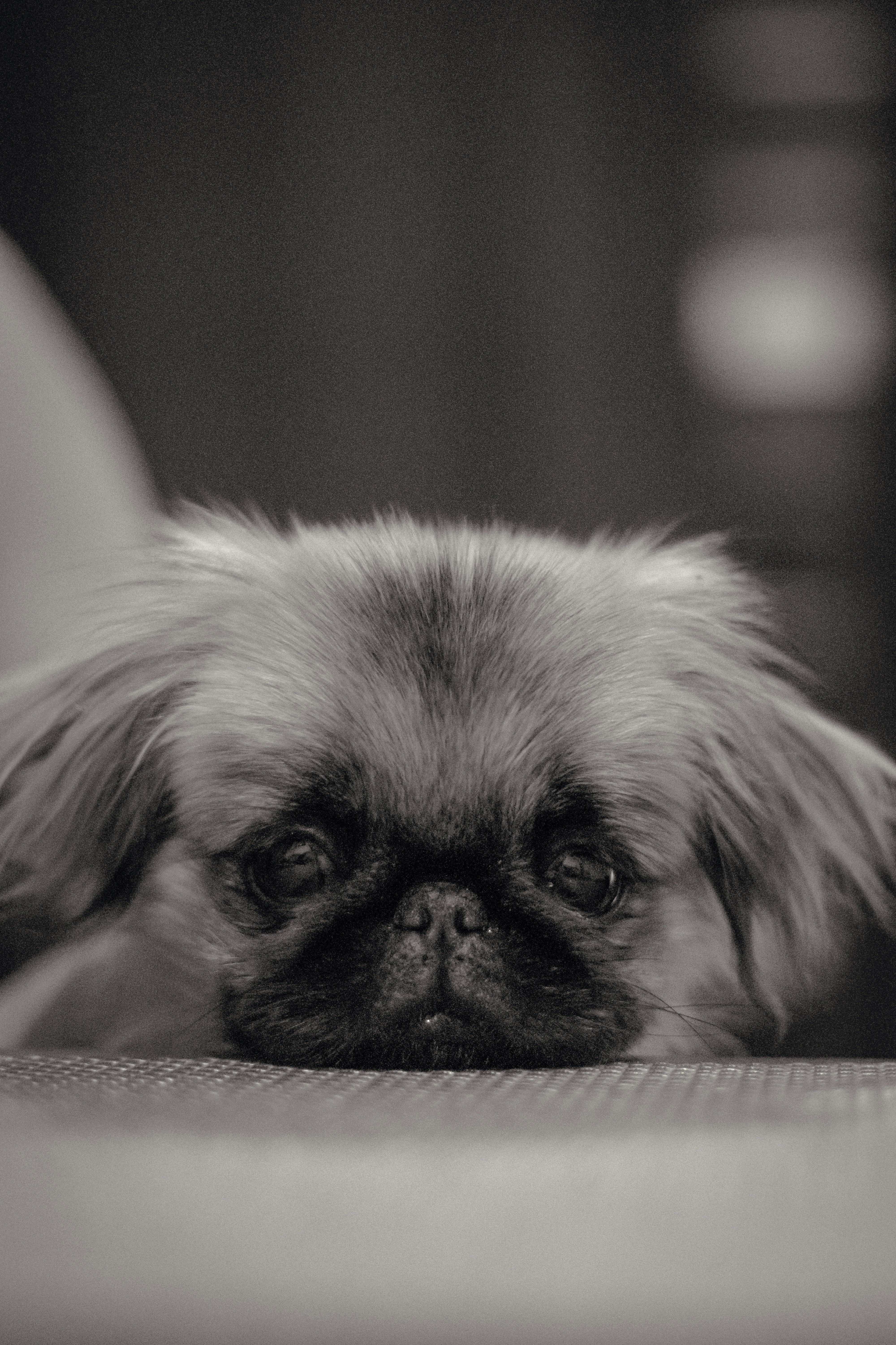 Pekingese (image credits: unsplash)
