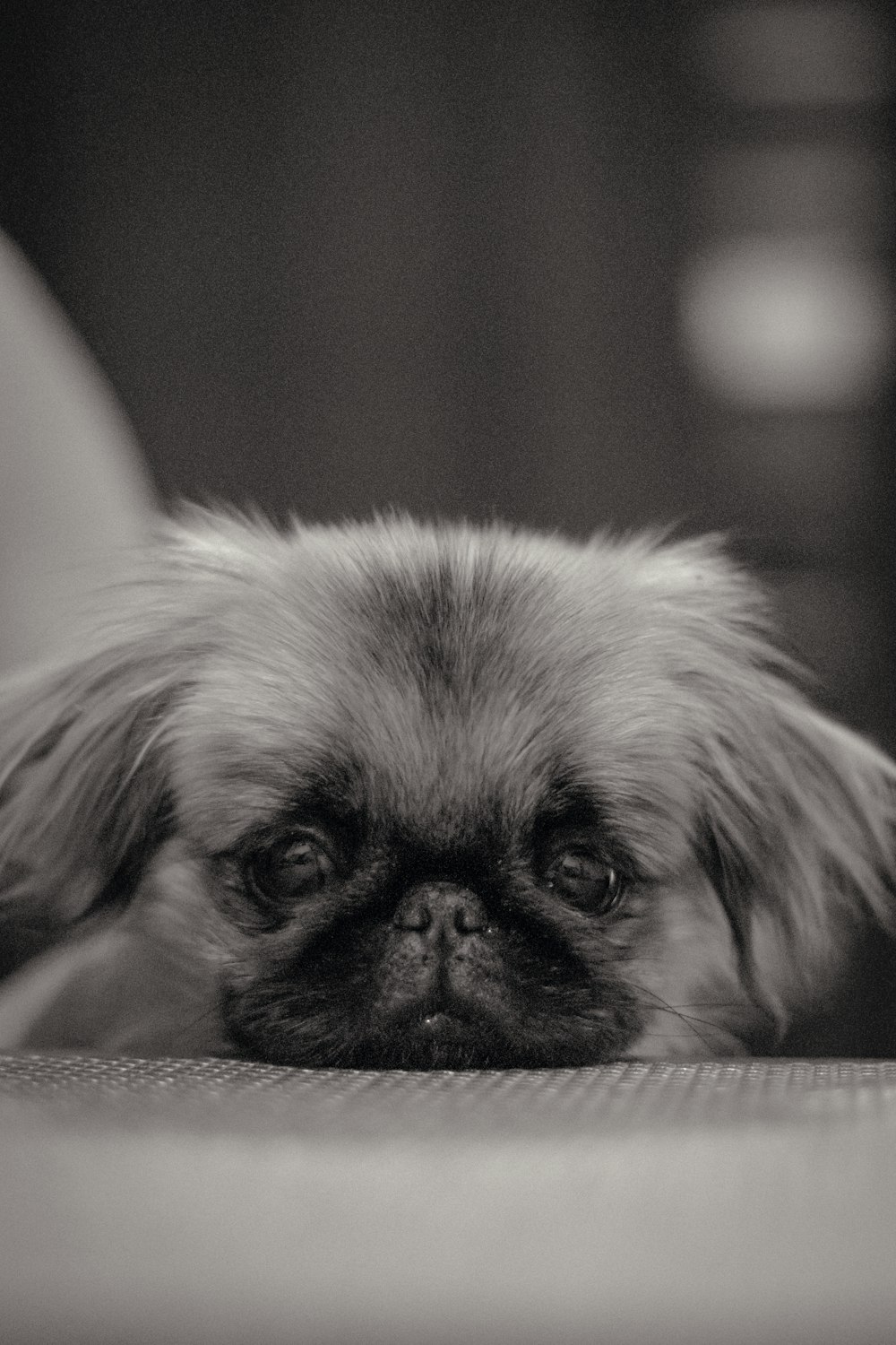 a black and white photo of a small dog