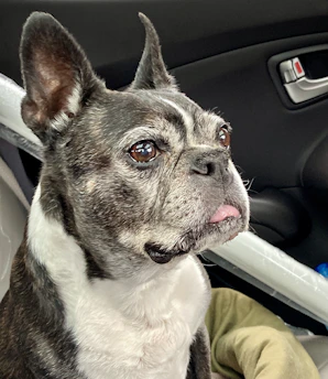 a small dog sitting in a car seat